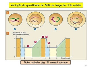 29
Variação da quantidade de DNA ao longo do ciclo celular
Ficha trabalho pág. 51 manual adotado
 