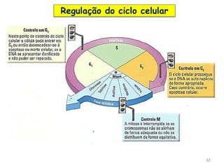 32
Regulação do ciclo celular
 