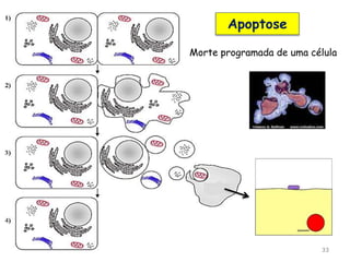 33
Apoptose
Morte programada de uma célula
 