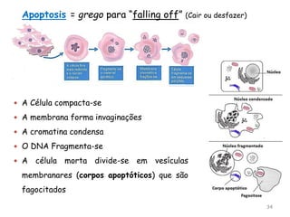 34
 A Célula compacta-se
 A membrana forma invaginações
 A cromatina condensa
 O DNA Fragmenta-se
 A célula morta divide-se em vesículas
membranares (corpos apoptóticos) que são
fagocitados
Apoptosis = grego para “falling off” (Cair ou desfazer)
 