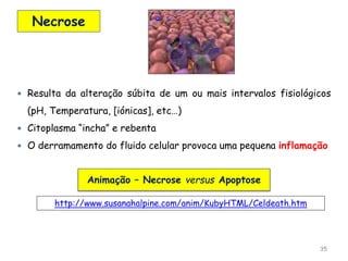 Necrose
35
 Resulta da alteração súbita de um ou mais intervalos fisiológicos
(pH, Temperatura, [iónicas], etc…)
 Citoplasma “incha” e rebenta
 O derramamento do fluido celular provoca uma pequena inflamação
http://www.susanahalpine.com/anim/KubyHTML/Celdeath.htm
Animação – Necrose versus Apoptose
 