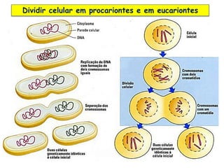4
Dividir celular em procariontes e em eucariontes
 