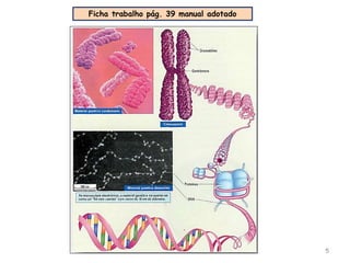 5
Ficha trabalho pág. 39 manual adotado
 