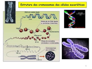 6
Estrutura dos cromossomas das células eucarióticas
 