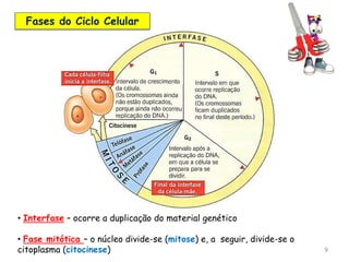 9
• Interfase – ocorre a duplicação do material genético
• Fase mitótica – o núcleo divide-se (mitose) e, a seguir, divide-se o
citoplasma (citocinese)
Fases do Ciclo Celular
 