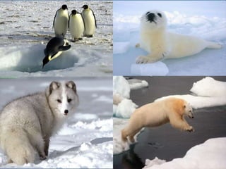 Artic region
Characteristics

What can we
find?

What kind of
animals live
there?

Others

It’s very cold and it usually
s...
