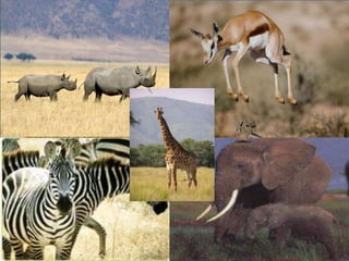 Savannahs
Characteristics

What can we
find?

What kind of
animals live
there?

Others

Savannahs are hot and very
dry for...