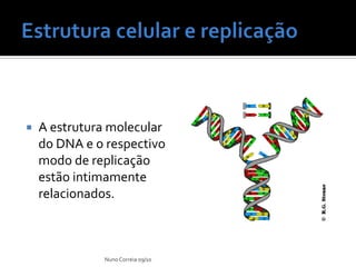 Estrutura celular e replicaçãoA estrutura molecular do DNA e o respectivo modo de replicação estão intimamente relacionados.Nuno Correia 09/10