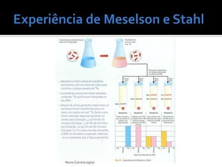 Experiência deMeselson e StahlNuno Correia 09/10