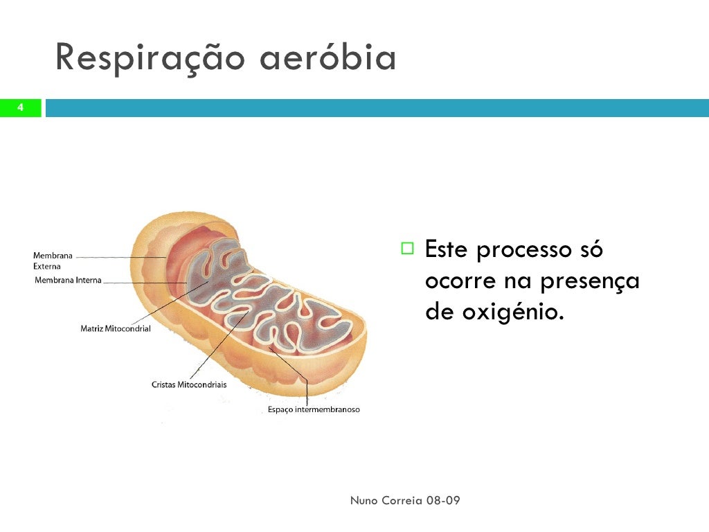 O Que é Respiraçao Aerobica - BINKEDU