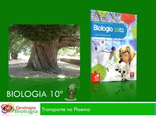 BIOLOGIA 10º
       Transporte no Floema
 