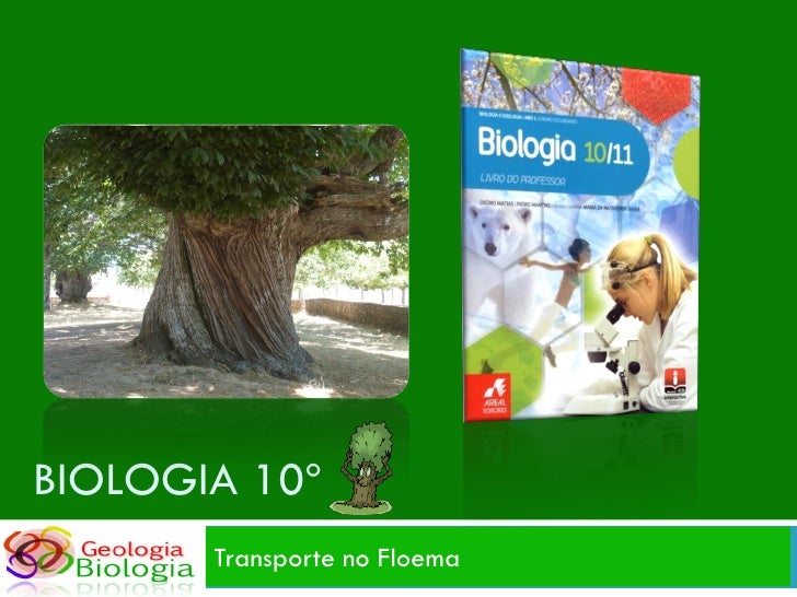 BIOLOGIA 10º
       Transporte no Floema
 