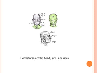 Dermatomes of the head, face, and neck.
 