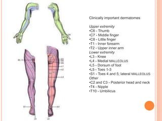 Clinically important dermatomes
Upper extremity
•C6 - Thumb
•C7 - Middle finger
•C8 - Little finger
•T1 - Inner forearm
•T2 - Upper inner arm
Lower extremity
•L3 - Knee
•L4 - Medial MALLEOLUS
•L5 - Dorsum of foot
•L5 - Toes 1-3
•S1 - Toes 4 and 5; lateral MALLEOLUS
Other
•C2 and C3 - Posterior head and neck
•T4 - Nipple
•T10 - Umbilicus
 