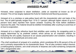 Class 12 Chemistry Investigatory Project - Extraction of Essential Oils ...