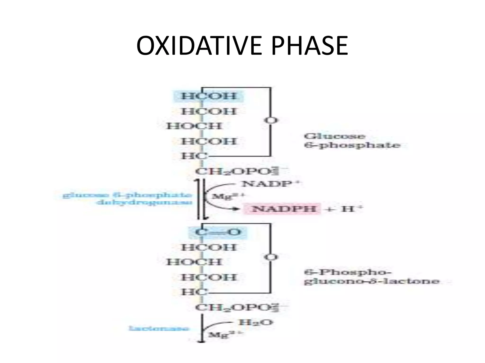OXIDATIVE PHASE
 