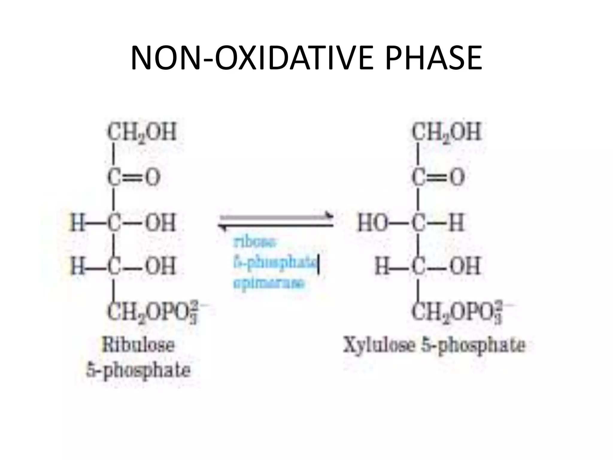 NON-OXIDATIVE PHASE
 