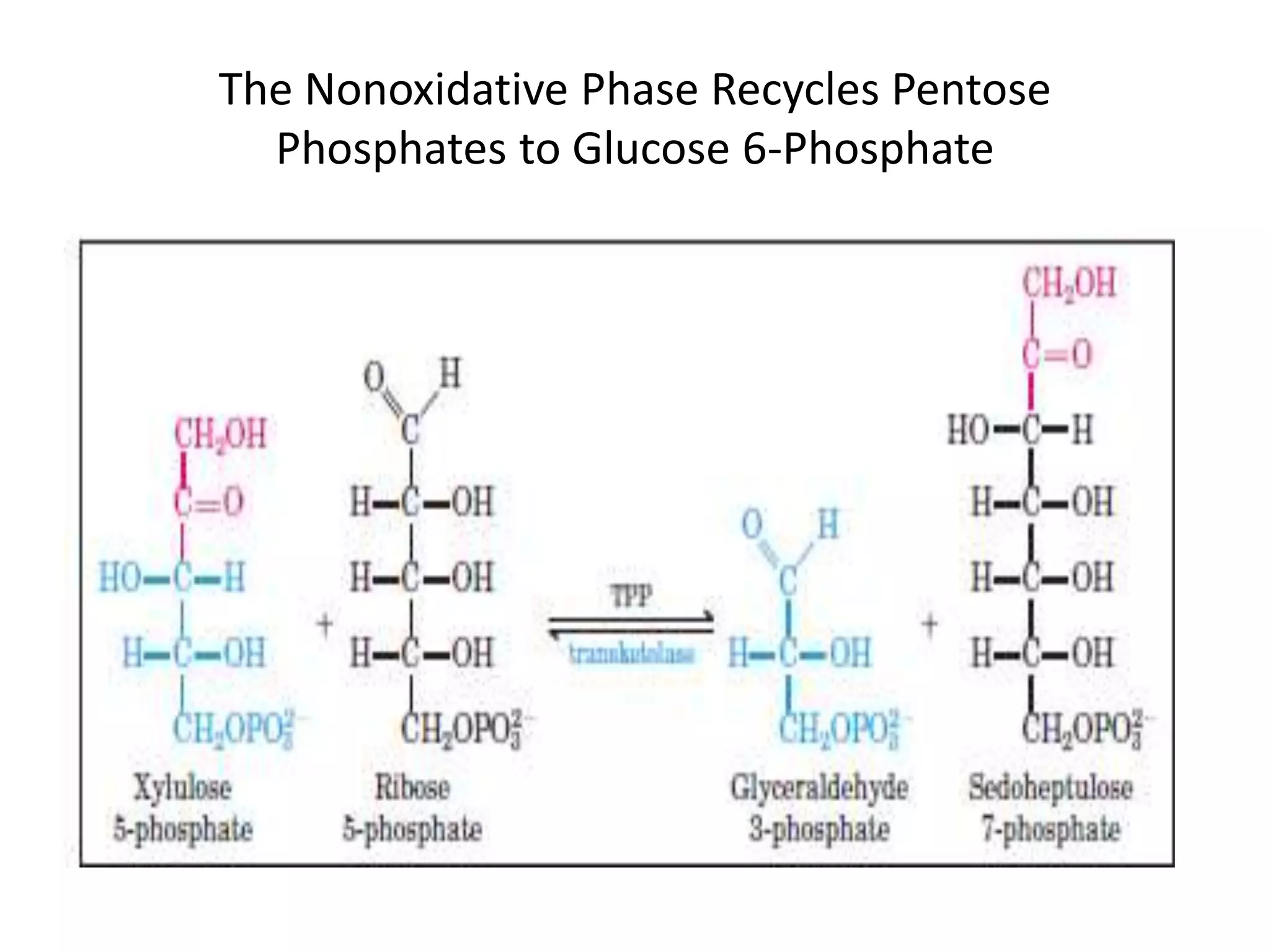 The Nonoxidative Phase Recycles Pentose
Phosphates to Glucose 6-Phosphate
 