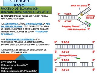 EL TEMPLETE 3'-5' NO PUEDE SER “LEÍDO” POR LA
ADN POLIMERASA DELTA.
-LA ADN PRIMASA AÑADE ARN INICIADORES.LA ADN
POLIMERASA EPSILON LEE EL TEMPLETE Y ALARGA
LA HEBRA. EL ESPACIO O BRECHA ENTRE DOS ARN
PRIMERS O INICIADORES SE LLAMA “FRAGMENTO
DE OKAZAKI".
-LOS ARN PRIMERS O INICIADORES ASON
NECESARIOS PARA QUE LA ADN POLIMERASA
EPSILON ENLACE NUCLEOTIDOS POR EL EXTREMO 3'.
-LA HEBRA HIJA ES ELONGADA CON LA UNION DE
MÁS NUCLEÓTIDOS DE ADN
3. TERCER
PASO
PROCESO DE ELONGACIÓN:
Diferente entre hebras 5'-3‘y 3'-5'
KEY WORDS:
Hebra conductora (5'-3'
template)
Hebra retardada (3'-5' template)
 