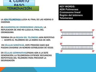 LA ADN POLIMERASA LLEGA AL FINAL DE LAS HEBRAS O
CADENAS
EN EUKARIOTAS DE CROMOSOMAS LINEALES, LA
REPLICACION DE AND NO LLEGA AL FINAL DEL
CROMOSOMA
TERMINA EN LA REGION DEL TELÓMERO (ADN REPETITIVO
→ ACORTA EL TELÓMERO DE LA HEBRA HIJA DE ADN.
EN CÉLULAS SOMÁTICAS, ESTE PROCESO HACE QUE
PUEDAN DIVIDIRSE UN NÚMERO ESTABLECIDO DE VECES
EN CÉLULAS GERMINATIVAS(PASAN ADN A LA SGTE
GENERACIÓN) LA TELOMERASA EXTIENDE SECUANCIAS
REPETITICAS DEL TELÓMERO PARA PREVENIR LA
DEGRADACIÓN
4. CUARTO
PASO
TERMINACIÓN
KEY WORDS:
ADN Polimerass
Cromosoma lineal
Región del telómero
Telomerasa
 