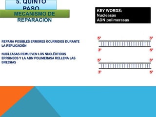 REPARA POSIBLES ERRORES OCURRIDOS DURANTE
LA REPLICACIÓN
NUCLEASAS REMUEVEN LOS NUCLÉOTIDOS
ERRONEOS Y LA ADN POLIMERASA RELLENA LAS
BRECHAS
5. QUINTO
PASO
MECANISMO DE
REPARACIÓN
KEY WORDS:
Nucleasas
ADN polimerasas
 