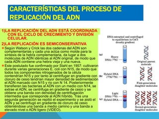 CARACTERÍSTICAS DEL PROCESO DE
REPLICACIÓN DEL ADN
1)LA REPLICACIÓN DEL ADN ESTÁ COORDINADA
CON EL CICLO DE CRECIMIENTO Y DIVISIÓN
CELULAR.
2)LA REPLICACIÓN ES SEMICONSERVATIVA
Según Watson y Crick las dos cadenas del ADN son
complementarias y cada una actúa como molde para la
síntesis de la hebra complementaria, da lugar a dos
moléculas de ADN idénticas al ADN original, de modo que
cada ADN contiene una hebra vieja y una nueva.
Este postulado fue confirmado por Stahl en 1957: cultivaron
durante varias generaciones E. coli con N15, de modo que
todos los componentes nitrogenados de la célula
contendrían N15 y por tanto al centrifugar en gradiente con
cloruro de cesio tendrían mayor densidad de sedimentación
el ADN marcado con N15 y no con N 14. Posteriormente
transfieren las bacterias al ADN con un medio con N14, se
extrae el ADN, se centrifuga en gradiente de cesio y se
obtiene una banda con densidad de centrifugación
intermedia que corresponde al ADN híbrido. Tras una
segunda generación se repitió el experimento y se aisló el
ADN y se centrifugó en gradiente de cloruro de cesio
obteniéndose una banda a medio camino y una banda a
elevado nivel o ADN ligero (VIDEO).
 