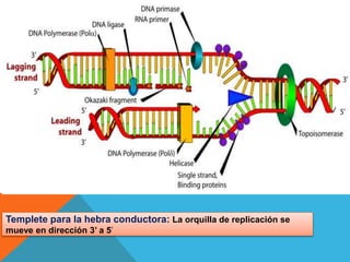 Templete para la hebra conductora: La orquilla de replicación se
mueve en dirección 3’ a 5’
 