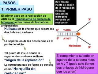 PASOS
Helicasa es la enzima que separa las
dos hebras o cadenas
La separación de las dos hebras es el
punto de inicio
Tel punto de inicio donde la
separación comienza se llama
“origen de la replicación”
La estructura que se forma se conoce
como“Horquilla de
1. PRIMER PASO
Key Words:
Punto de origen
de la replicación
Helicasa
Enlaces de
hidrógeno
Horquilla de
replicación
El primer paso en la replicación de
ADN es el Rompimiento de enlaces de
hidrógeno entre bases de las hebras
antiparalelas
El rompimiento sucede en
lugares de la cadena ricos
en A y T (pues solo tienen
dos enlaces de hidrógeno
que los unen)
 