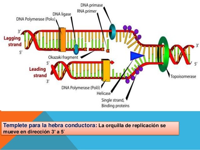 Replicacion del ADN hydrogen bond diagram 
