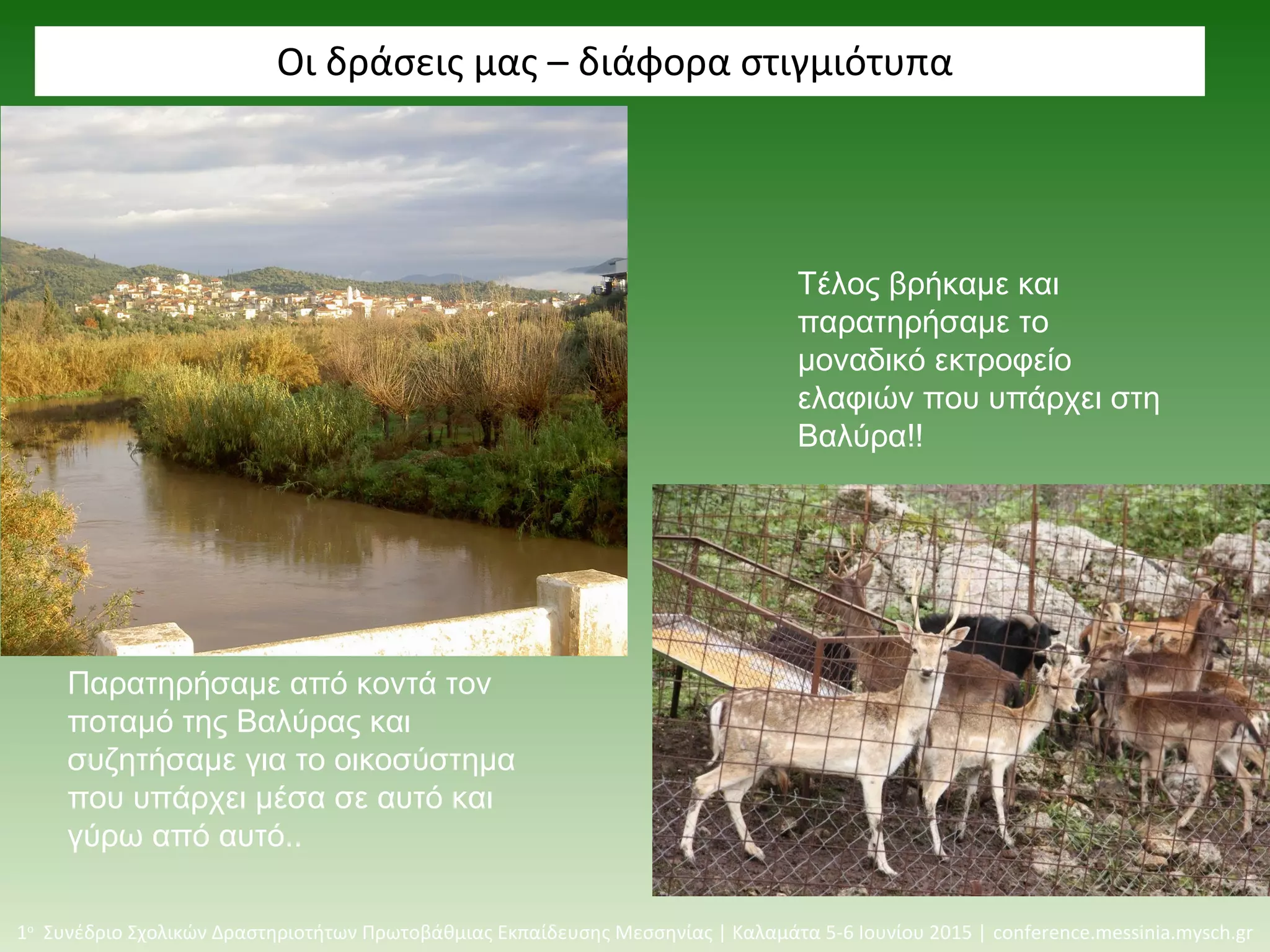 Οι δράσεις μας – διάφορα στιγμιότυπα
1ο
Συνέδριο Σχολικών Δραστηριοτήτων Πρωτοβάθμιας Εκπαίδευσης Μεσσηνίας | Καλαμάτα 5-6 Ιουνίου 2015 | conference.messinia.mysch.gr
Παρατηρήσαμε από κοντά τον
ποταμό της Βαλύρας και
συζητήσαμε για το οικοσύστημα
που υπάρχει μέσα σε αυτό και
γύρω από αυτό..
Τέλος βρήκαμε και
παρατηρήσαμε το
μοναδικό εκτροφείο
ελαφιών που υπάρχει στη
Βαλύρα!!
 