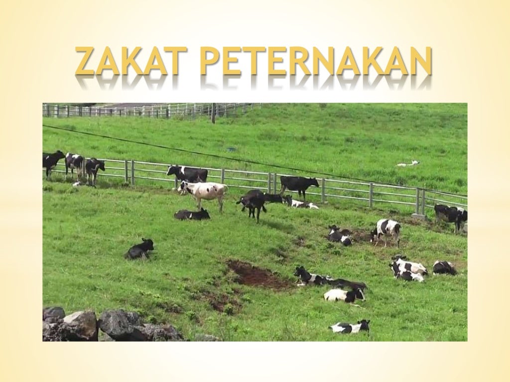 Bayar Zakat Fitrah, Bayar Zakat Maal, Bayar Zakat Online ...
