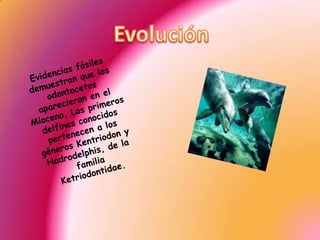 EvoluciónEvidencias fósiles demuestran que los odontocetos aparecieron en el Mioceno. Los primeros delfines conocidos pertenecen a los géneros Kentriodon y Hadrodelphis, de la familia Ketriodontidae.