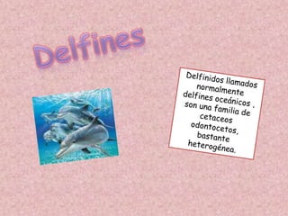 Delfines Delfinidos llamados normalmente delfines oceánicos , son una familia de cetaceos odontocetos, bastante heterogénea.  