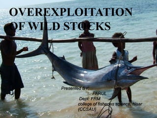 OVEREXPLOITATION
OF WILD STOCKS
Presented BY:
PARUL
Dept: FRM
college of fisheries science, hisar
(CCSAU)
 