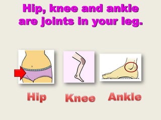 Hip, knee and ankle
are joints in your leg.