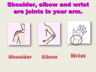Shoulder, elbow and wrist
are joints in your arm.