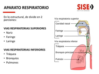 APARATO RESPIRATORIO
En lo estructural, de divide en 2
porciones:
VIAS RESPIRATORIAS SUPERIORES
• Nariz
• Faringe
• Laringe
VIAS RESPIRATORIAS INFERIORES
• Tráquea
• Bronquios
• Pulmones
 