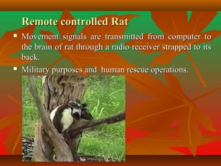 Remote controlled RatRemote controlled Rat
 Movement signals are transmitted from computer toMovement signals are transmitted from computer to
the brain of rat through a radio receiver strapped to itsthe brain of rat through a radio receiver strapped to its
back.back.
 Military purposes and human rescue operations.Military purposes and human rescue operations.
 
