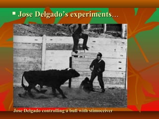 Jose Delgado controlling a bull with stimoceiverJose Delgado controlling a bull with stimoceiver
 Jose Delgado’s experimentsJose Delgado’s experiments……
 