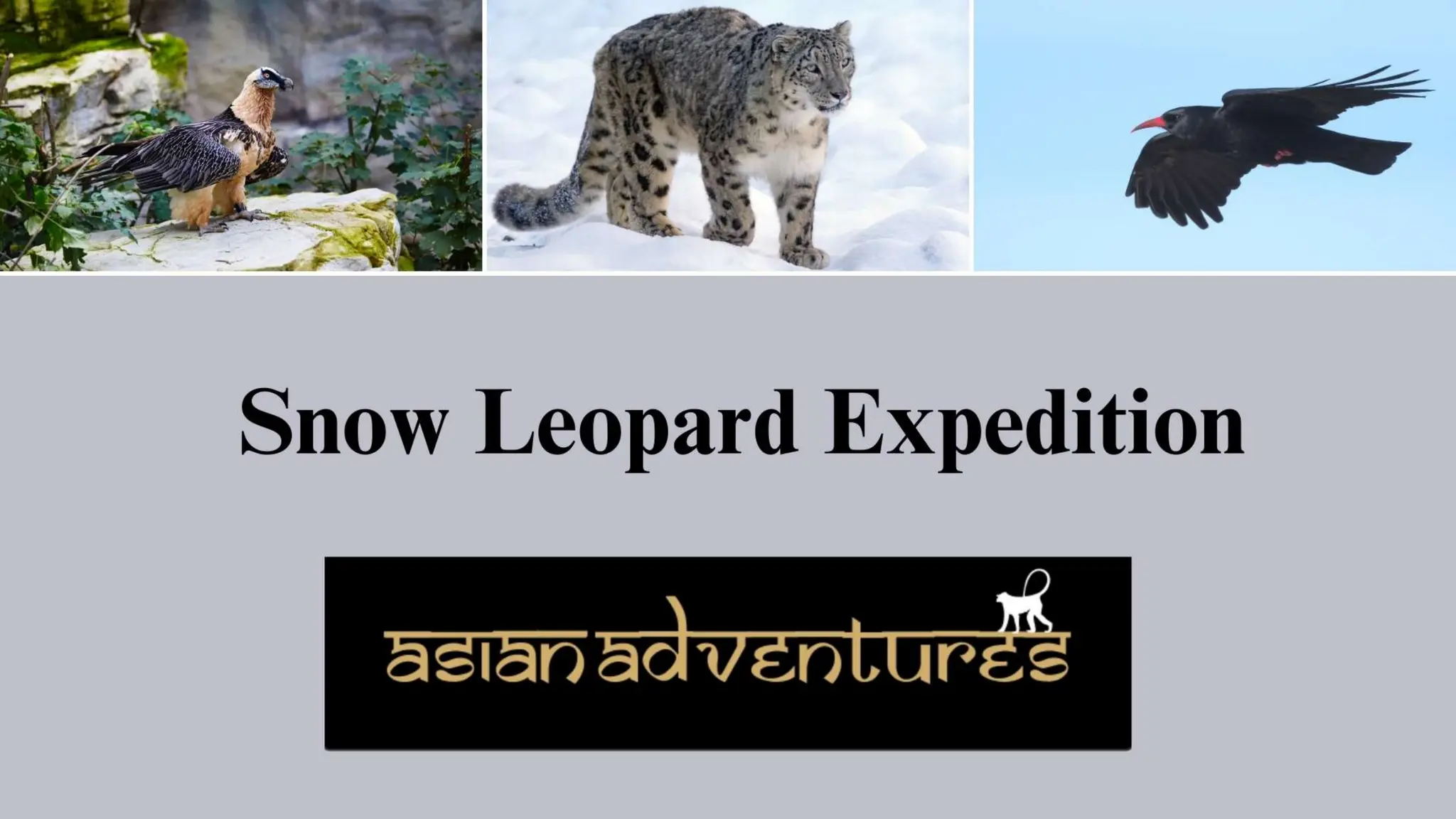 Snow Leopard Expedition Tours | Bird watching In Leh Ladakh | PPT