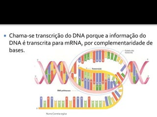 Ppt 7   SíNtese Proteica Slide 9