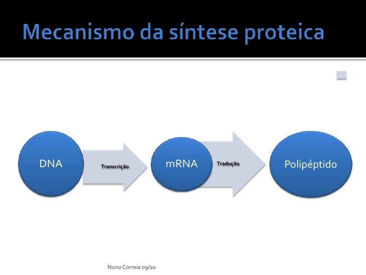 sintese de proteinas ppt Ppt síntese de proteínas powerpoint presentation id:4808347.