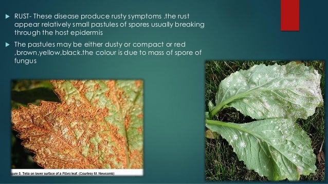 symptoms of plant disease by online teaching ot