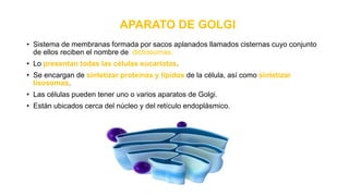 APARATO DE GOLGI
• Sistema de membranas formada por sacos aplanados llamados cisternas cuyo conjunto
de ellos reciben el nombre de dictiosomas.
• Lo presentan todas las células eucariotas.
• Se encargan de sintetizar proteínas y lípidos de la célula, así como sintetizar
lisosomas.
• Las células pueden tener uno o varios aparatos de Golgi.
• Están ubicados cerca del núcleo y del retículo endoplásmico.
 