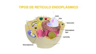 TIPOS DE RETICULO ENDOPLÁSMICO
 
