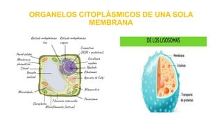 ORGANELOS CITOPLÁSMICOS DE UNA SOLA
MEMBRANA
 