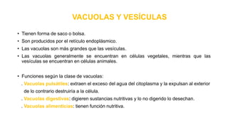 VACUOLAS Y VESÍCULAS
• Tienen forma de saco o bolsa.
• Son producidos por el retículo endoplásmico.
• Las vacuolas son más grandes que las vesículas.
• Las vacuolas generalmente se encuentran en células vegetales, mientras que las
vesículas se encuentran en células animales.
• Funciones según la clase de vacuolas:
. Vacuolas pulsátiles: extraen el exceso del agua del citoplasma y la expulsan al exterior
de lo contrario destruiría a la célula.
. Vacuolas digestivas: digieren sustancias nutritivas y lo no digerido lo desechan.
. Vacuolas alimenticias: tienen función nutritiva.
 