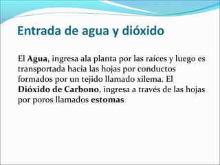 El Agua, ingresa ala planta por las raíces y luego es
transportada hacia las hojas por conductos
formados por un tejido llamado xilema. El
Dióxido de Carbono, ingresa a través de las hojas
por poros llamados estomas
 
