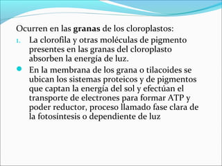 Ocurren en las granas de los cloroplastos:
1. La clorofila y otras moléculas de pigmento
   presentes en las granas del cloroplasto
   absorben la energía de luz.
 En la membrana de los grana o tilacoides se
   ubican los sistemas proteicos y de pigmentos
   que captan la energía del sol y efectúan el
   transporte de electrones para formar ATP y
   poder reductor, proceso llamado fase clara de
   la fotosíntesis o dependiente de luz
 