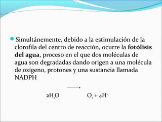 Simultánemente, debido a la estimulación de la
 clorofila del centro de reacción, ocurre la fotólisis
 del agua, proceso en el que dos moléculas de
 agua son degradadas dando origen a una molécula
 de oxígeno, protones y una sustancia llamada
 NADPH

             2H2O           O2 + 4H+
 